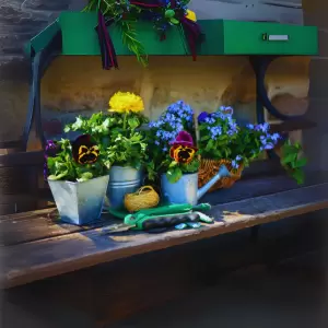 Flowers & Plants